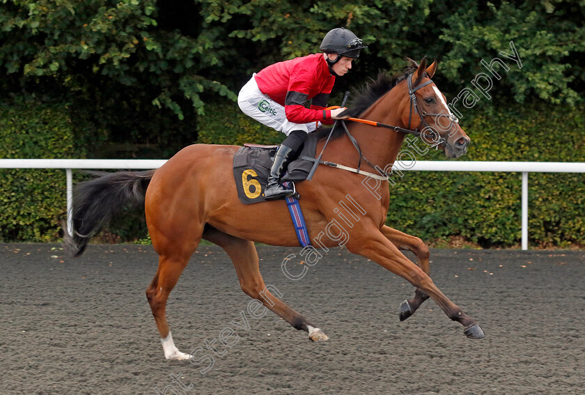 Patch s-Bond-0001 
 PATCH'S BOND (Paddy Bradley)
Kempton 28 Aug 2024 - Pic Steven Cargill / Racingfotos.com