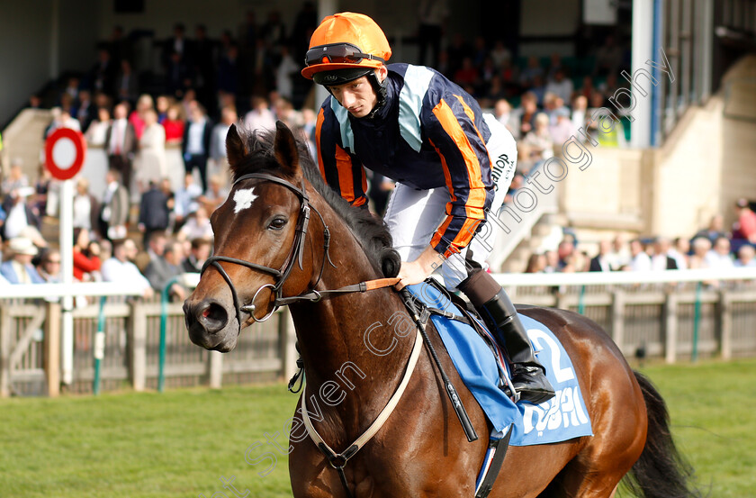 Nate-The-Great-0001 
 NATE THE GREAT (Edward Greatrex)
Newmarket 13 Oct 2018 - Pic Steven Cargill / Racingfotos.com