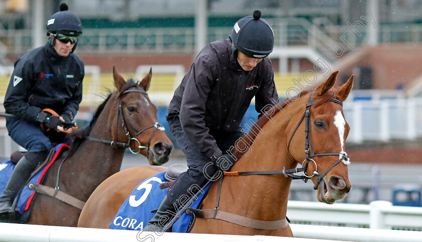 Captain-Teague-0001 
 CAPTAIN TEAGUE 
Coral Gold Cup gallops morning Newbury 19 Nov 20234 - Pic Steven Cargill / Racingfotos.com