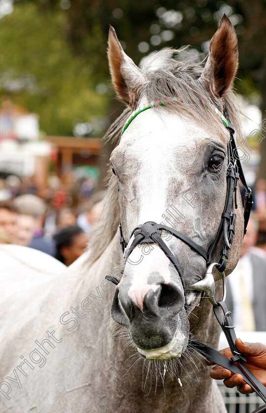 Logician-0014 
 LOGICIAN after The Sky Bet Great Voltigeur Stakes
York 21 Aug 2019 - Pic Steven Cargill / Racingfotos.com