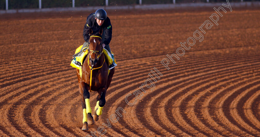 Ushba-Tesoro-0004 
 USHBA TESORO training for The Saudi Cup
King Abdulaziz Racecourse, Saudi Arabia 20 Feb 2024 - Pic Steven Cargill / Racingfotos.com