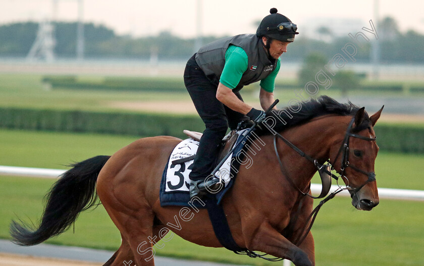 Ouzo-0001 
 OUZO (Jimmy McCarthy) training at the Dubai Racing Carnival
Meydan 1 Feb 2024 - Pic Steven Cargill / Racingfotos.com