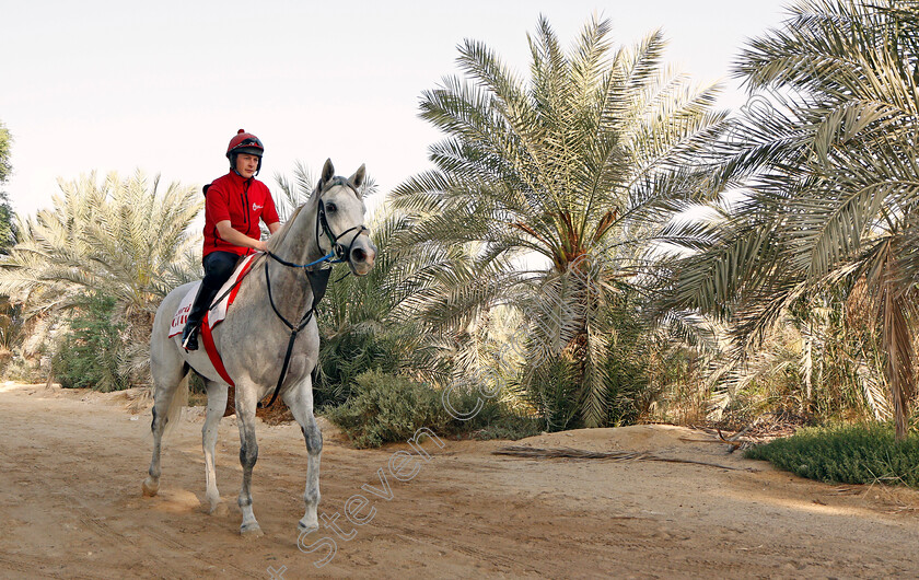 Lord-Glitters-0006 
 LORD GLITTERS exercising in preparation for Friday's Bahrain International Trophy
Sakhir Racecourse, Bahrain 16 Nov 2021 - Pic Steven Cargill / Racingfotos.com