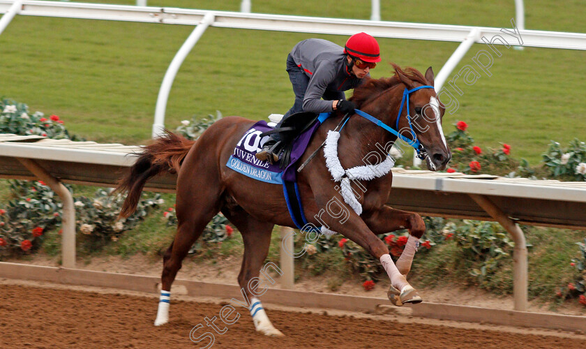 Golden-Dragon-0003 
 GOLDEN DRAGON exercising at Del Mar USA in preparation for The Breeders' Cup Juvenile 30 Oct 2017 - Pic Steven Cargill / Racingfotos.com