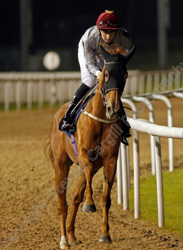 Al-Daiha-0002 
 AL DAIHA (Hector Crouch)
Wolverhampton 26 Nov 2019 - Pic Steven Cargill / Racingfotos.com