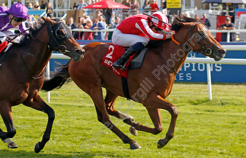 Bay-City-Roller-0002 
 BAY CITY ROLLER (Callum Shepherd) wins The Betfred Champagne Stakes
Doncaster 14 Sep 2024 - Pic Steven Cargill / Racingfotos.com