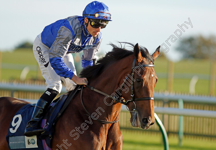 Purple-Reign 
 PURPLE REIGN (Kieran Shoemark)
Newmarket 20 Oct 2021 - Pic Steven Cargill / Racingfotos.com