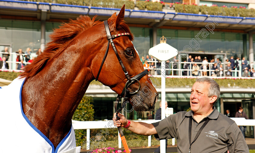 Zwayyan-0007 
 ZWAYYAN after The Neptune Investement Management Classified Stakes Ascot 6 Oct 2017 - Pic Steven Cargill / Racingfotos.com