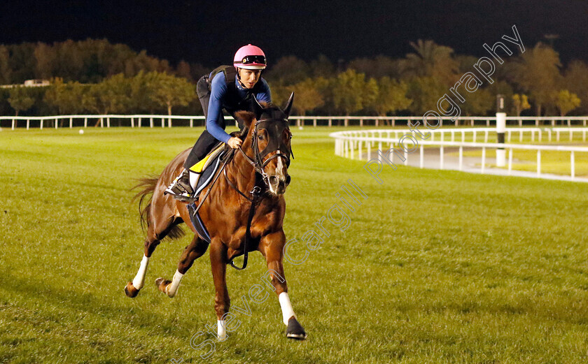 Serifos-0003 
 SERIFOS training for The Dubai Turf
Meydan, Dubai, 22 Mar 2023 - Pic Steven Cargill / Racingfotos.com