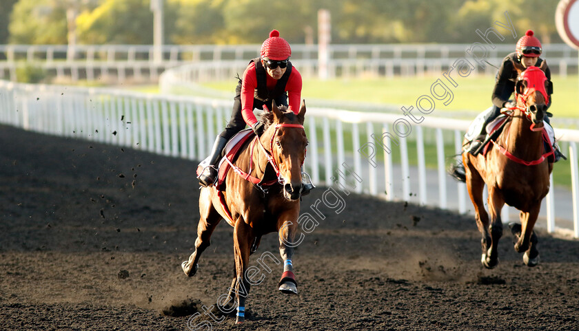 Romantic-Warrior-0006 
 ROMANTIC WARRIOR training at the Dubai Racing Carnival
Meydan 2 Jan 2025 - Pic Steven Cargill / Racingfotos.com