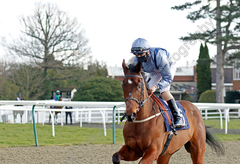 Sabre-Jet-0001 
 SABRE JET (Gabriele Malune)
Lingfield 27 Feb 2021 - Pic Steven Cargill / Racingfotos.com