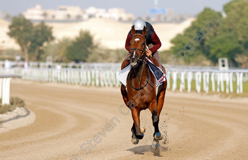 Penja-0003 
 PENJA exercising in preparation for Friday's Bahrain International Trophy
Sakhir Racecourse, Bahrain 17 Nov 2021 - Pic Steven Cargill / Racingfotos.com