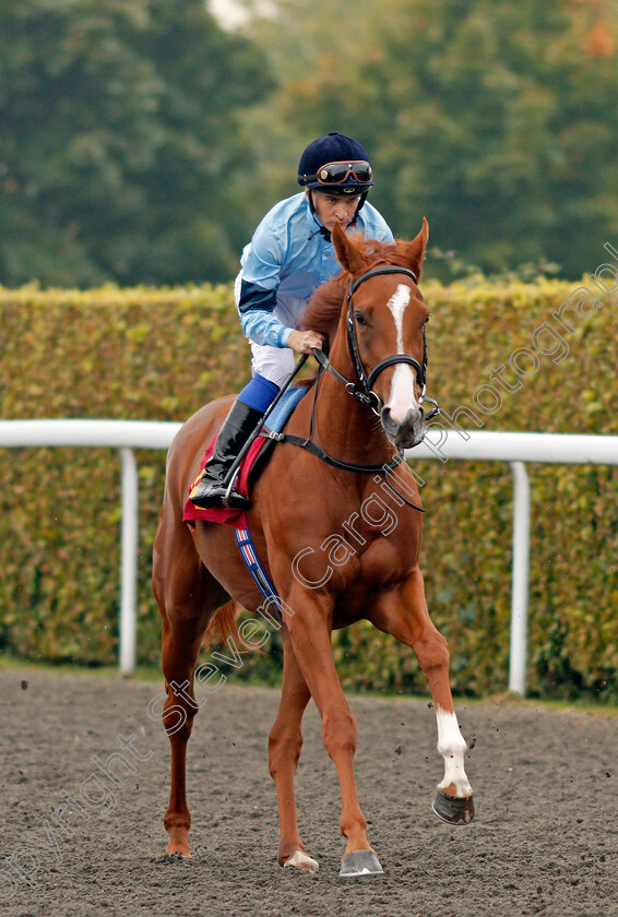 Timpani-0001 
 TIMPANI (Nicky Mackay) Kempton 25 Sep 2017 - Pic Steven Cargill / Racingfotos.com