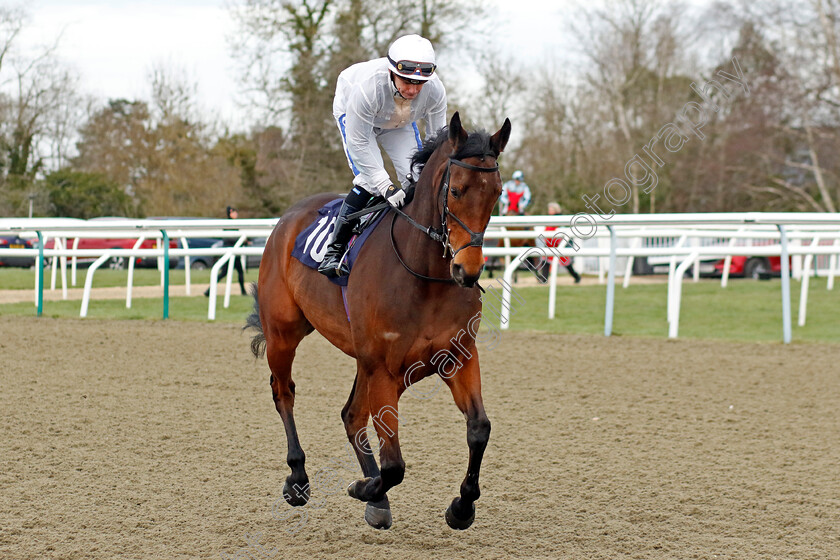 One-Night-Stand-0007 
 ONE NIGHT STAND (Kieran O'Neill) winner of The Build The Acca With Betuk Handicap
Lingfield 20 Jan 2024 - Pic Steven Cargill / Racingfotos.com