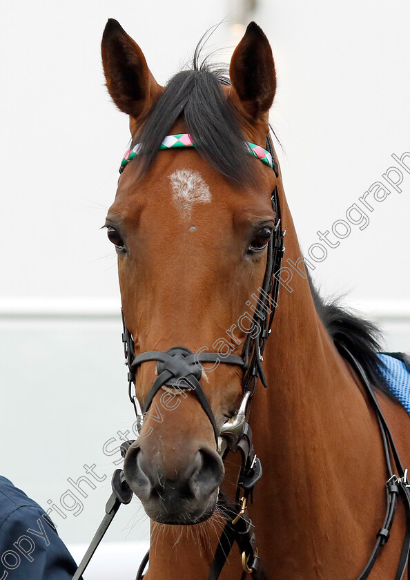 Zilfee-0014 
 ZILFEE winner of The Unibet EBF Maiden Fillies Stakes
Kempton 12 Jun 2024 - Pic Steven Cargill / Racingfotos.com