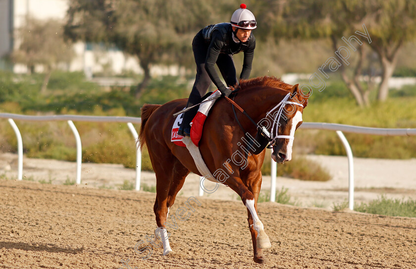 Kabirkhan-0005 
 KABIRKHAN training for The Dubai World Cup at the Al Quoz training track
Meydan Dubai 27 Mar 2024 - Pic Steven Cargill / Racingfotos.com