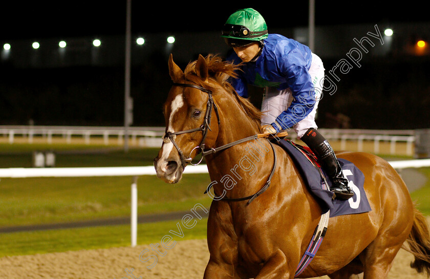 Hathal-0002 
 HATHAL (Nicola Currie) winner of The Betway Conditions Stakes
Wolverhampton 7 Jan 2019 - Pic Steven Cargill / Racingfotos.com