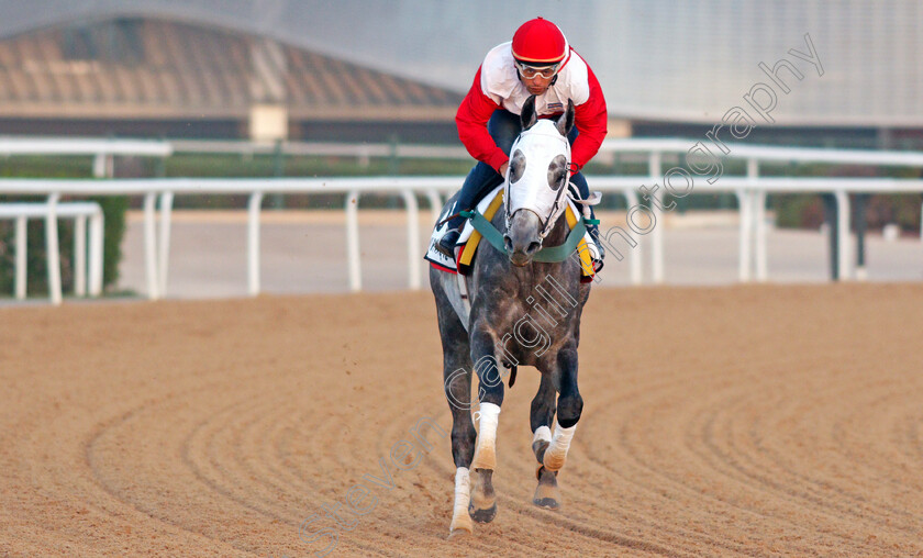 Mirinaque-0001 
 MIRINAQUE exercising for Argentinian trainer Maria Munoz
Meydan, Dubai, 3 Feb 2022 - Pic Steven Cargill / Racingfotos.com