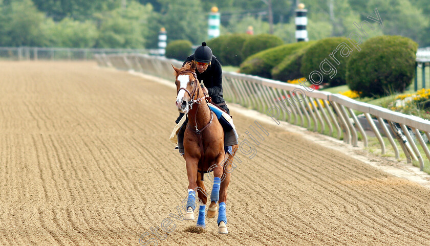 Improbable-0005 
 IMPROBABLE exercising in preparation for the Preakness Stakes
Pimlico, Baltimore USA, 16 May 2019 - Pic Steven Cargill / Racingfotos.com