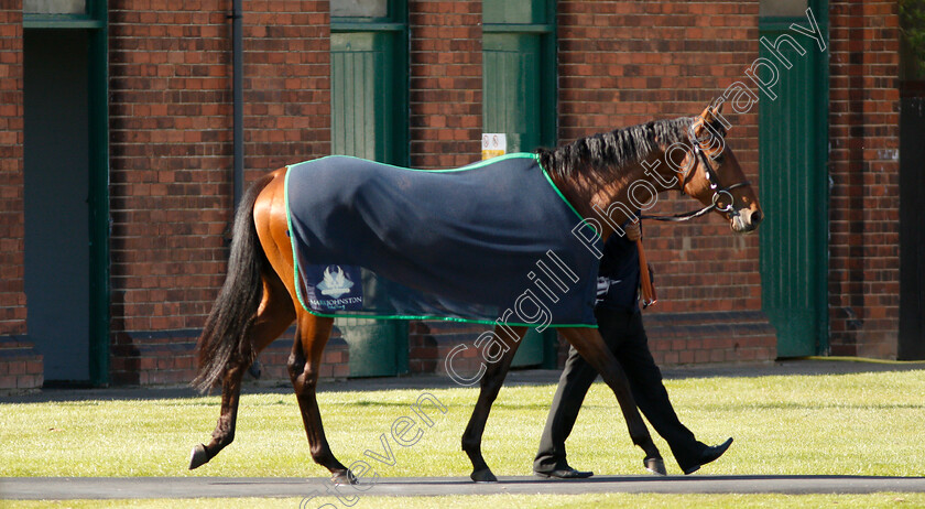 Elegiac-0005 
 ELEGIAC after The Barry Hills Further Flight Stakes
Nottingham 10 Apr 2019 - Pic Steven Cargill / Racingfotos.com