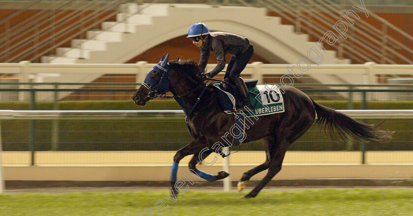 Uberleben-0001 
 UBERLEBEN training for the Sheema Classic
Meydan, Dubai, 23 Mar 2022 - Pic Steven Cargill / Racingfotos.com