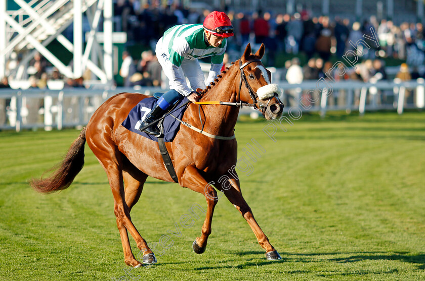 Alice-Kitty-0001 
 ALICE KITTY (Benoit de la Sayette)
Yarmouth 18 Oct 2022 - Pic Steven Cargill / Racingfotos.com