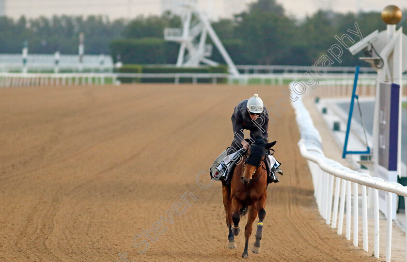 West-Acre-0001 
 WEST ACRE training at the Dubai Racing Carnival
Meydan 22 Jan 2025 - Pic Steven Cargill / Racingfotos.com