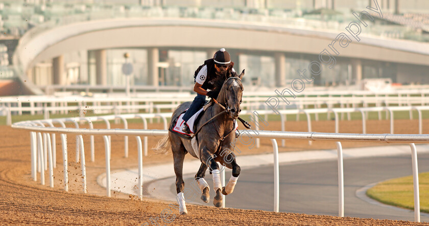 Pavel-0003 
 PAVEL exercising in preparation for The Dubai World Cup Meydan 28 Mar 2018 - Pic Steven Cargill / Racingfotos.com