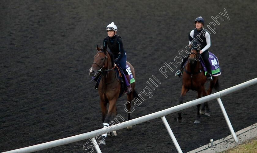 Kinross-0001 
 KINROSS training for the Breeders' Cup Mile
Keeneland USA 1 Nov 2022 - Pic Steven Cargill / Racingfotos.com