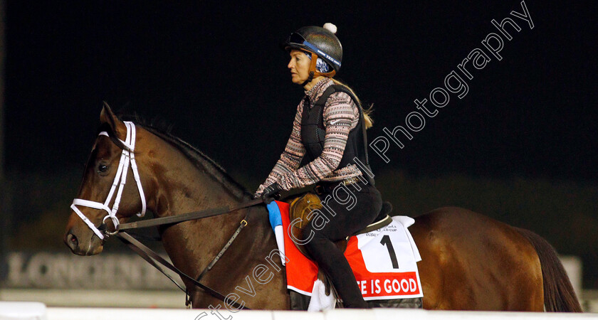 Life-Is-Good-0004 
 LIFE IS GOOD training for The Dubai World Cup
Meydan, Dubai, 24 Mar 2022 - Pic Steven Cargill / Racingfotos.com