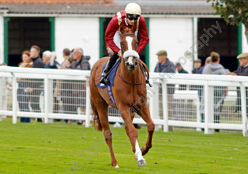 Apeeling-0002 
 APEELING (Harry Davies)
Yarmouth 20 Sep 2023 - Pic Steven Cargill / Racingfotos.com