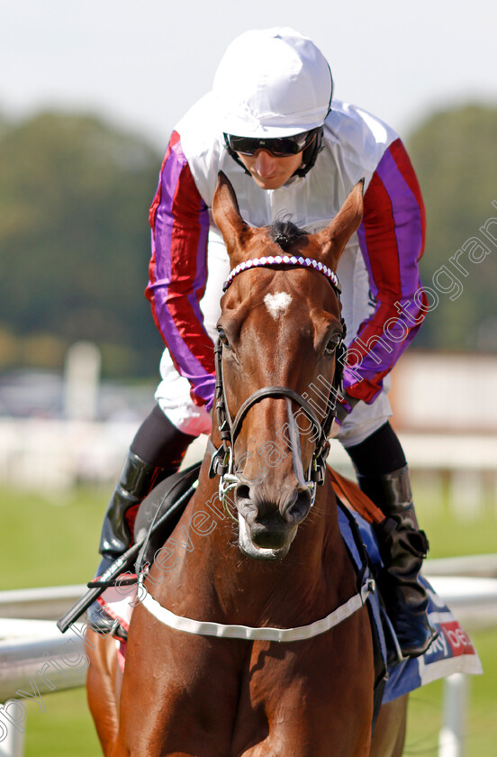 Laurens-0002 
 LAURENS (P J McDonald)
York 24 Aug 2019 - Pic Steven Cargill / Racingfotos.com