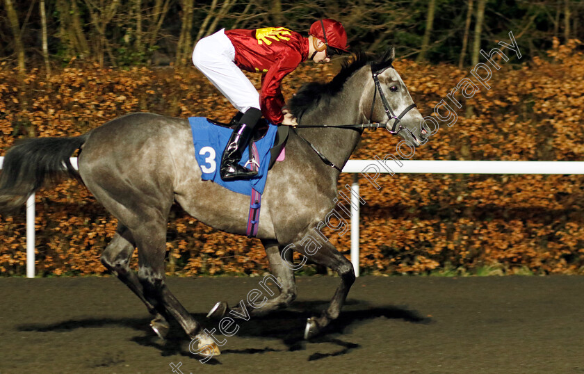 King-David-0001 
 KING DAVID (Harry Davies)
Kempton 14 Feb 2024 - Pic Steven Cargill / Racingfotos.com