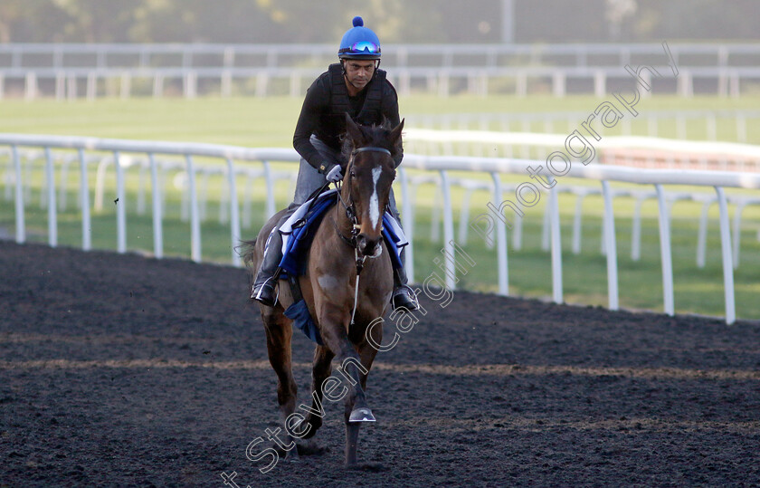 Caius-Chorister-0002 
 CAIUS CHORISTER training at the Dubai Racing Carnival
Meydan 22 Jan 2025 - Pic Steven Cargill / Racingfotos.com