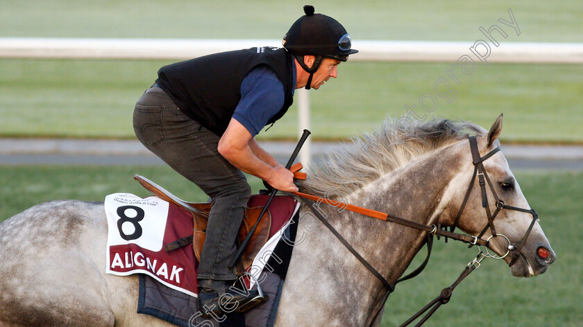 Alignak-0001 
 ALIGNAK training for the Dubai Gold Cup
Meydan, Dubai, 22 Mar 2022 - Pic Steven Cargill / Racingfotos.com