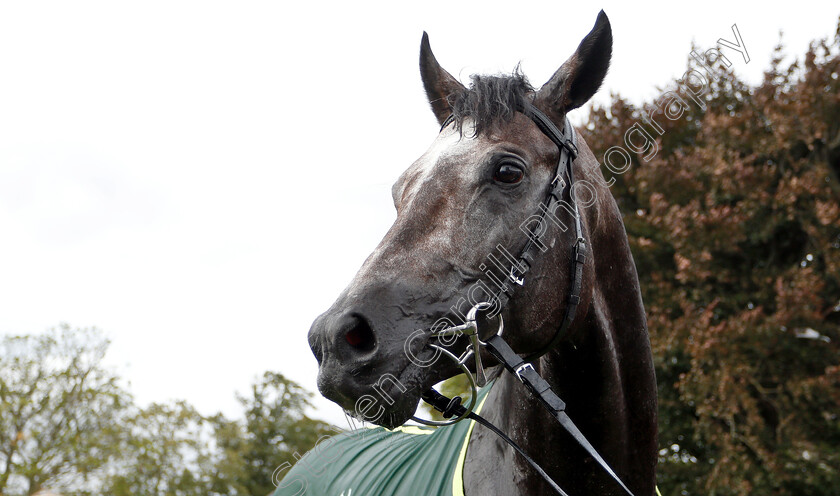 Roaring-Lion-0020 
 ROARING LION after The Juddmonte International Stakes
York 22 Aug 2018 - Pic Steven Cargill / Racingfotos.com