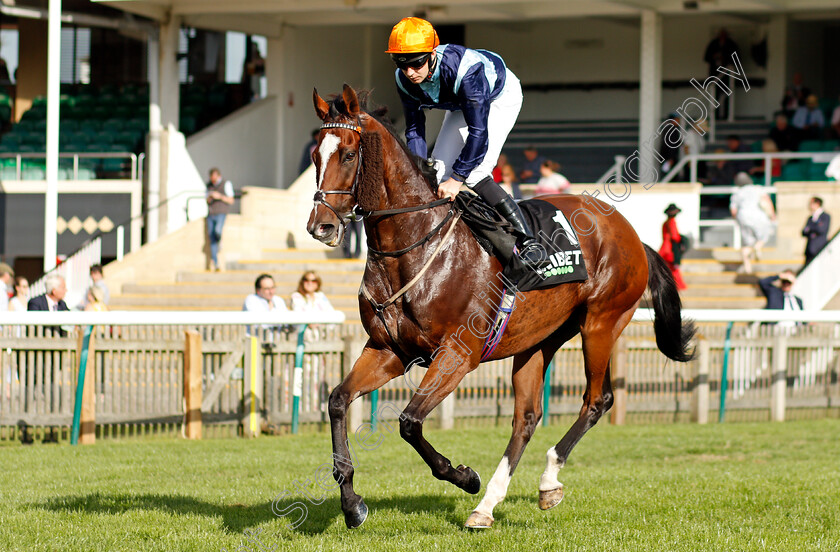 Accidental-Agent-0001 
 ACCIDENTAL AGENT (Charles Bishop)
Newmarket 24 Sep 2021 - Pic Steven Cargill / Racingfotos.com