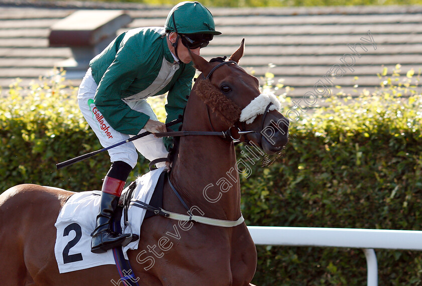 Appointment-Only-0001 
 APPOINTMENT ONLY (Shane Kelly)
Kempton 8 Aug 2018 - Pic Steven Cargill / Racingfotos.com