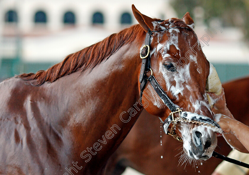 Gun-Runner-0007 
 GUN RUNNER after training for The Breeders' Cup Classic at Del Mar 2 Nov 2017 - Pic Steven Cargill / Racingfotos.com