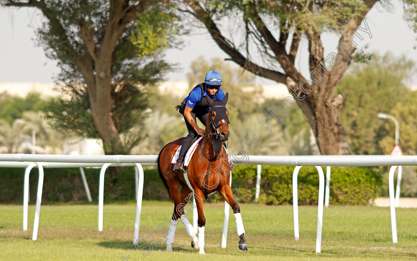 Barney-Roy-0001 
 BARNEY ROY exercising in preparation for Friday's Bahrain International Trophy
Sakhir Racecourse, Bahrain 17 Nov 2021 - Pic Steven Cargill / Racingfotos.com