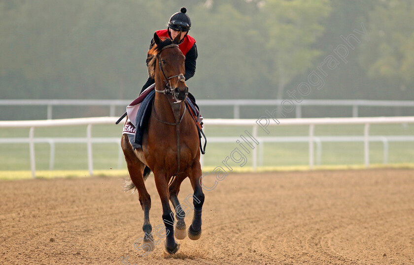 Enemy-0002 
 ENEMY training for The Dubai Gold Cup
Meydan Dubai 28 Mar 2024 - Pic Steven Cargill / Racingfotos.com