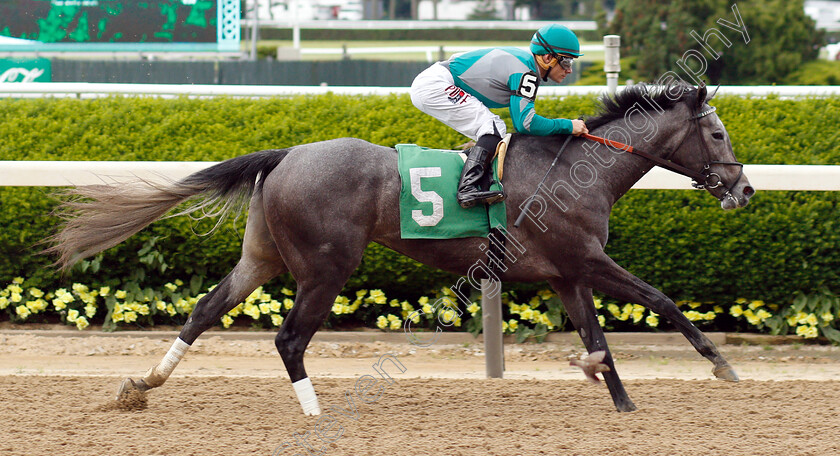 Stifle-Yourself-0006 
 STIFLE YOURSELF (Junior Alvarado) wins Maiden
Belmont Park USA 6 Jun 2019 - Pic Steven Cargill / Racingfotos.com