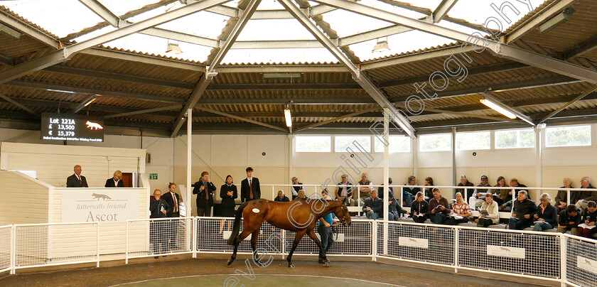 Lot-0121a-Do-You-Know-What-0001 
 Horse parading during the Tattersalls Ireland Ascot Sale
5 Jun 2018 - Pic Steven Cargill / Racingfotos.com