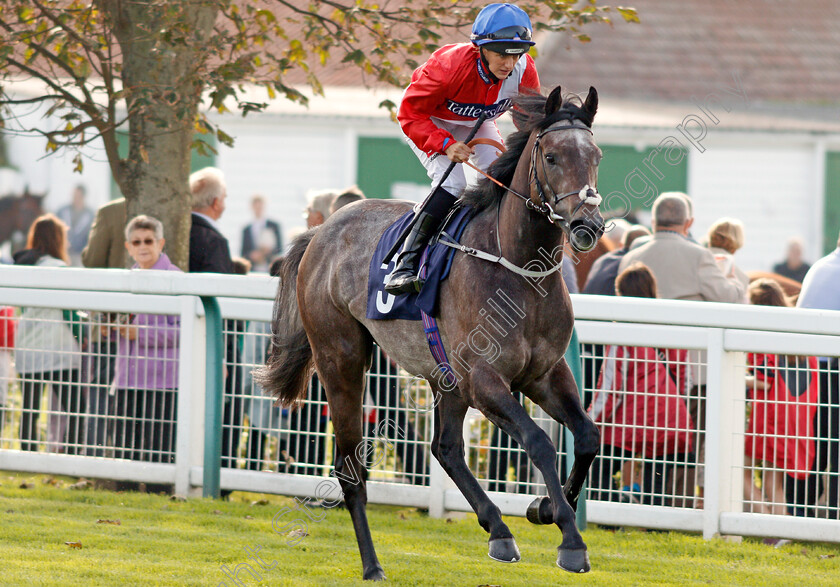 Conversant-0001 
 CONVERSANT (Josephine Gordon) Yarmouth 16 Oct 2017 - Pic Steven Cargill / Racingfotos.com