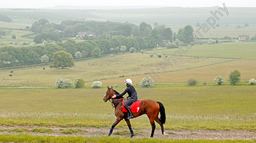 Battaash-0014 
 BATTAASH (Michael Murphy) heading home after exercising on the gallops, Lambourn 23 May 2018 - Pic Steven Cargill / Racingfotos.com