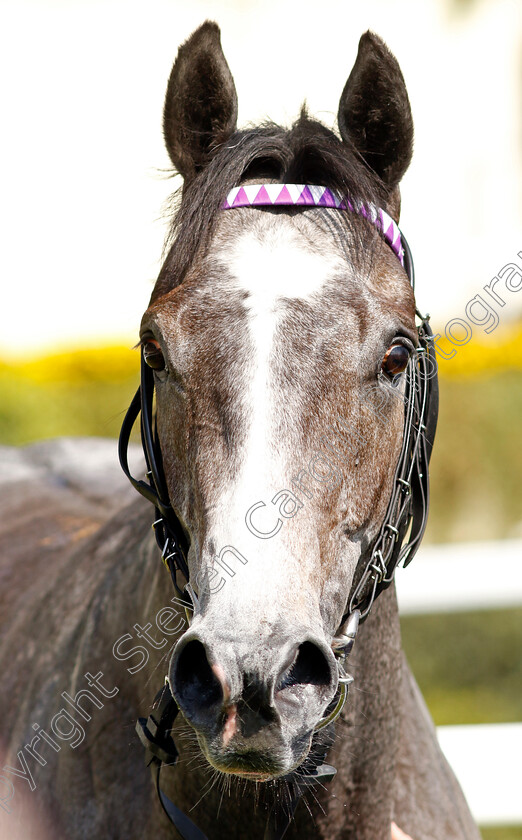 Maximum-Impact-0010 
 MAXIMUM IMPACT winner of The Royal Ascot Two-Year-Old Trial EBF Conditions Stakes
Ascot 3 May 2023 - Pic Steven Cargill / Racingfotos.com