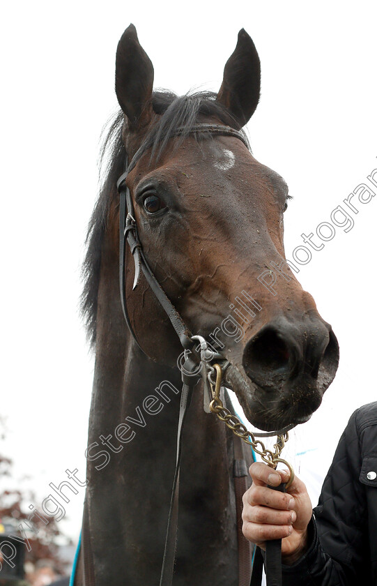 Sir-Dragonet-0016 
 SIR DRAGONET after The MBNA Chester Vase
Chester 8 May 2019 - Pic Steven Cargill / Racingfotos.com