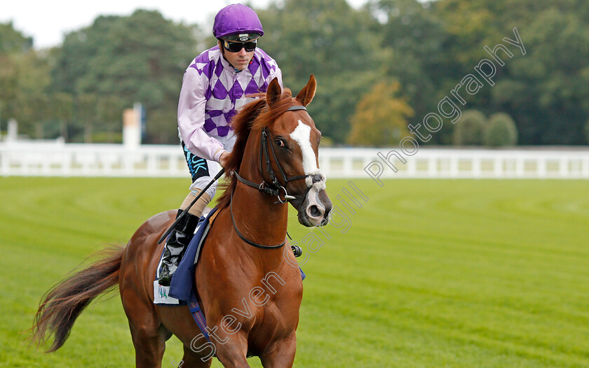 Amarillo-Star-0002 
 AMARILLO STAR (Stevie Donohoe)
Ascot 6 Sep 2019 - Pic Steven Cargill / Racingfotos.com