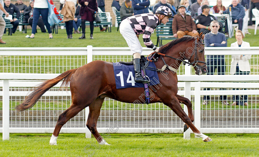 Beloved-Of-All 
 BELOVED OF ALL (Kieran O'Neill)
Yarmouth 19 Oct 2021 - Pic Steven Cargill / Racingfotos.com