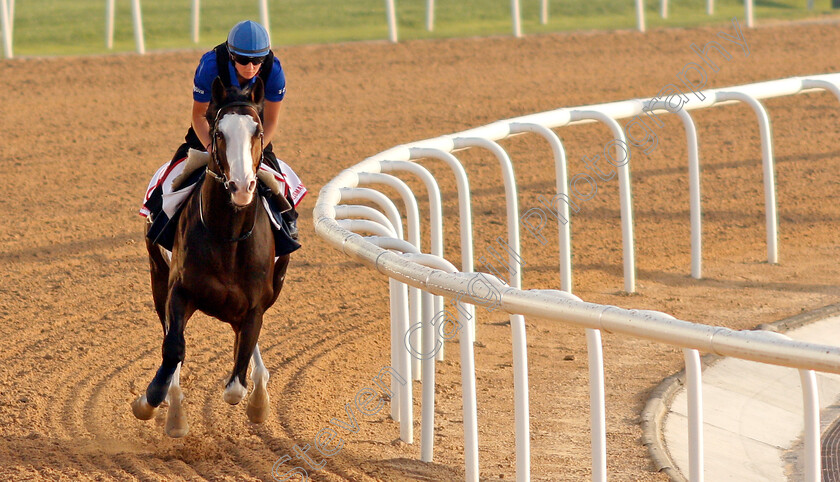 Talismanic-0007 
 TALISMANIC exercising in preparation for The Dubai World Cup Meydan 28 Mar 2018 - Pic Steven Cargill / Racingfotos.com